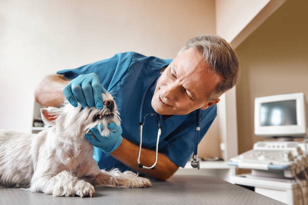 Best 24-Hour Emergency Dentist in Bridgewater, VA